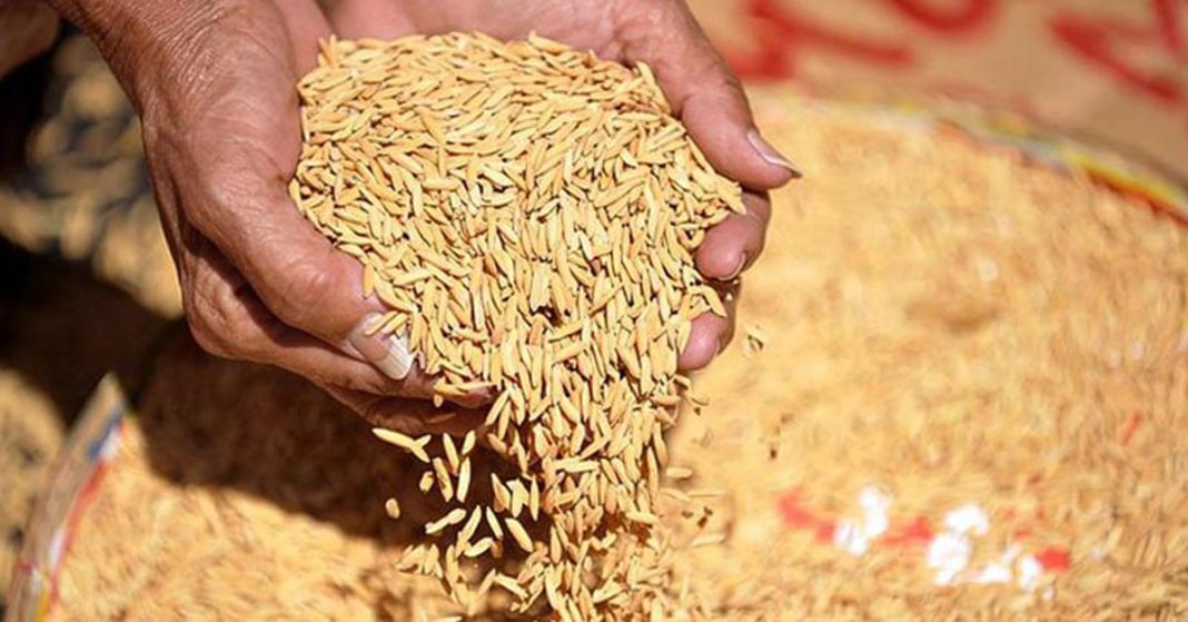 2 lakh metric tons of paddy will be purchased in Nadia