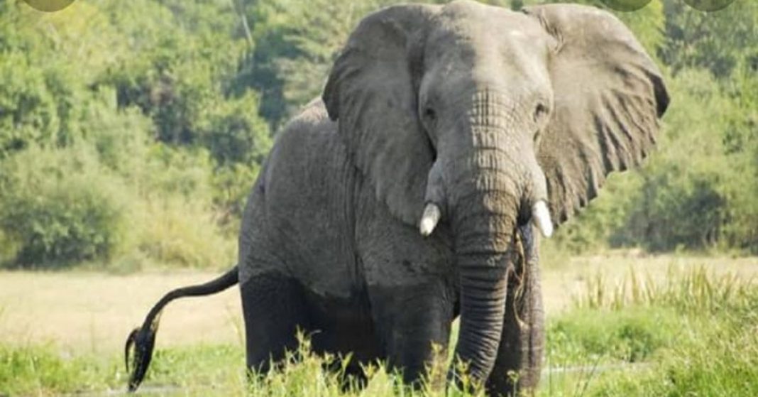 2 woman died due to elephant attack