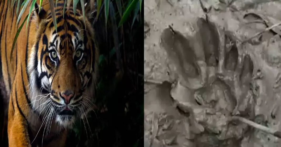 tiger footprint in kultali